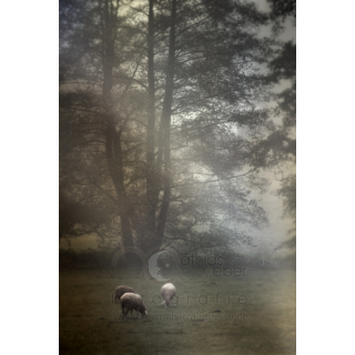 Fotografie Fotograf Saar Pfalz Natur Stimmung Nebel Schafe Wald Lichtung Weide