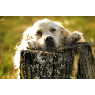 Tierfotografie Saar Pfalz Hund Golden Retriever Baumstumpf Wiese Feld Outdoor Sommer